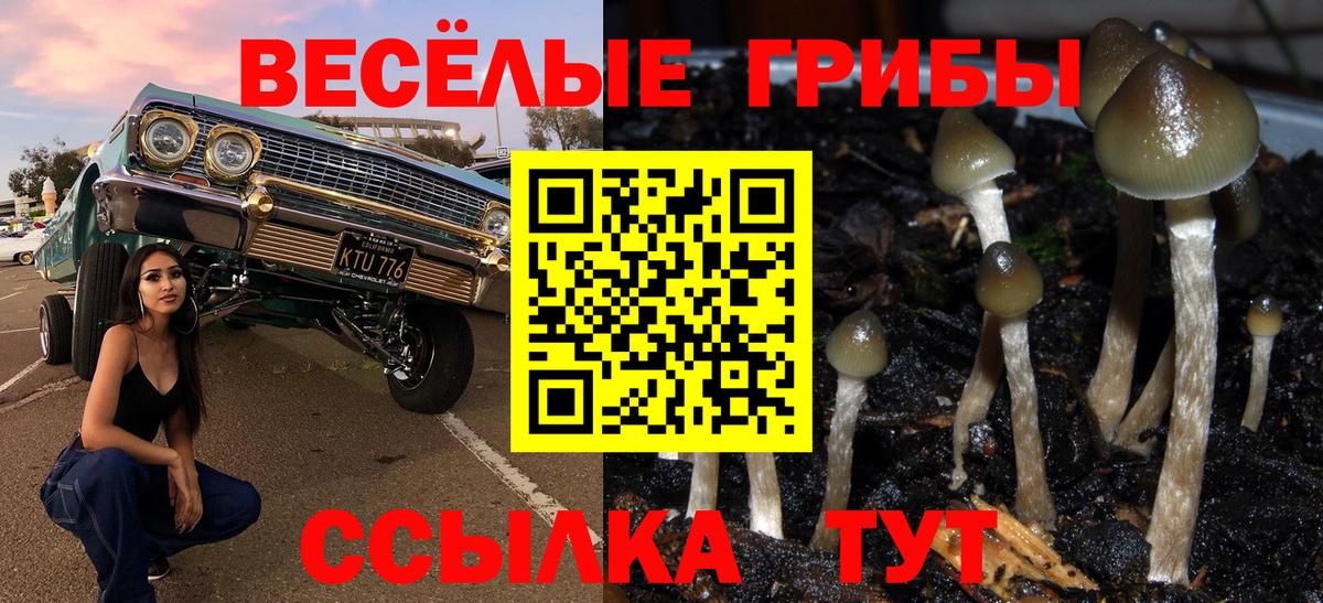 Псилоцибиновые грибы Psilocybine cubensis Добрянка